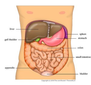 Anatomy of the Abdomen