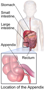 Appendix location